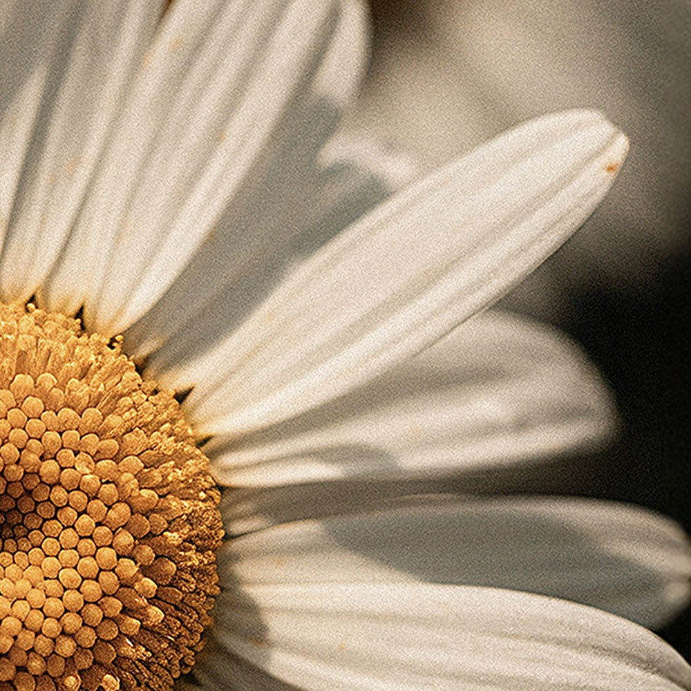 Divine Renewal Body Balm